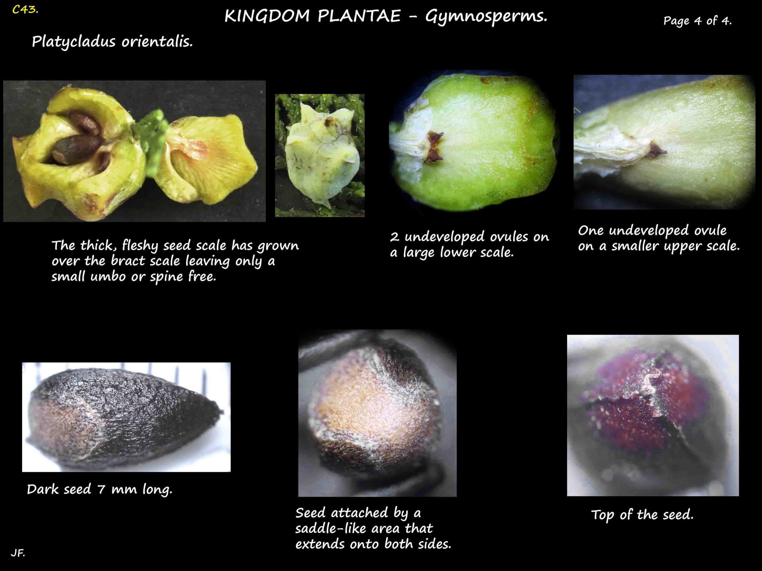 4 Platycladus orientalis seed